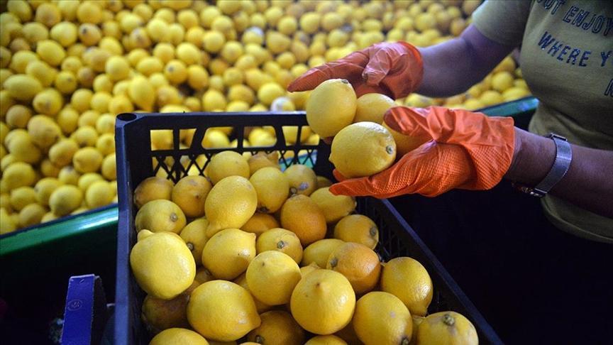 Ticaret Bakanlığı açıkladı: Limon ihracatı durduruldu